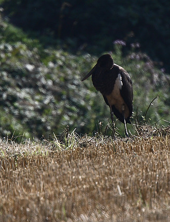 Black Stork