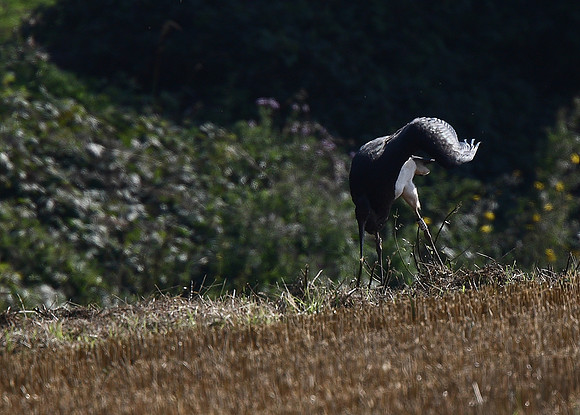 Black Stork
