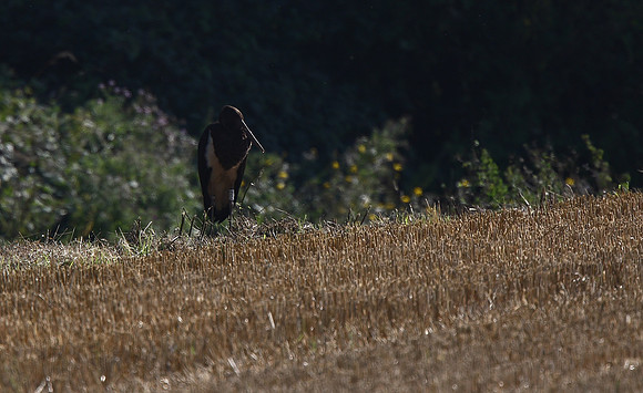 Black Stork