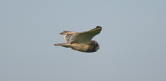 Short-eared Owl