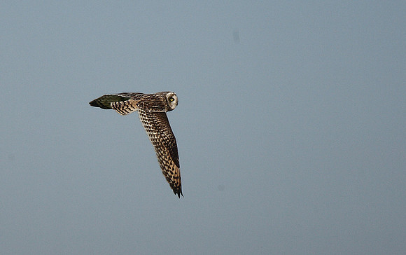 Short-eared Owl