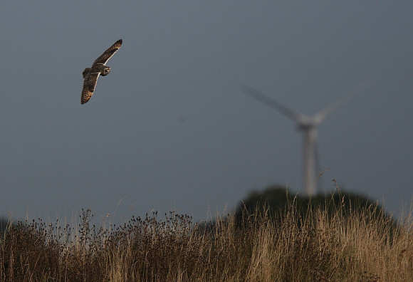 Short-eared Owl