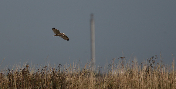Short-eared Owl
