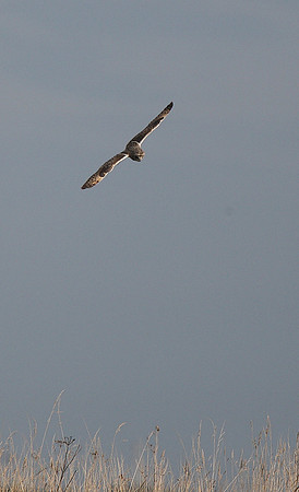 Short-eared Owl