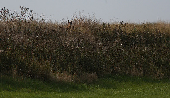 Roe Deer