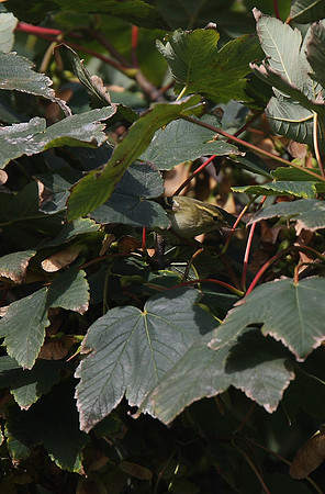 Yellow-browed Warbler