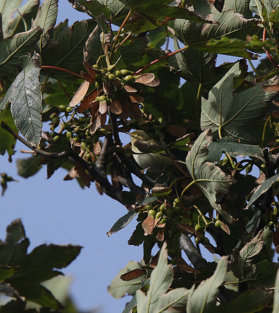 Yellow-browed Warbler