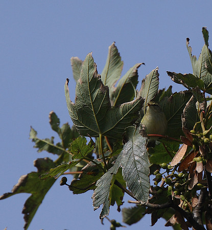 Yellow-browed Warbler