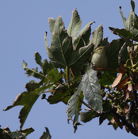 Yellow-browed Warbler