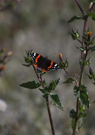 Red Admiral
