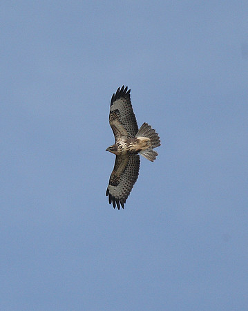 Buzzard