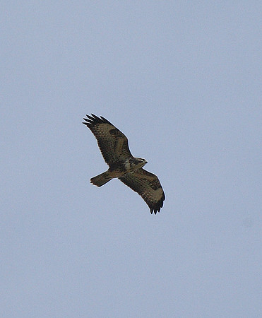 Buzzard