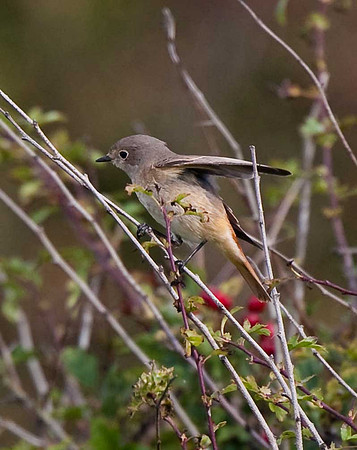 Redstart