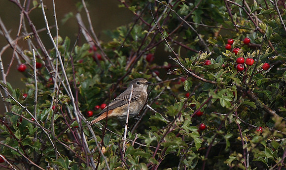 Redstart