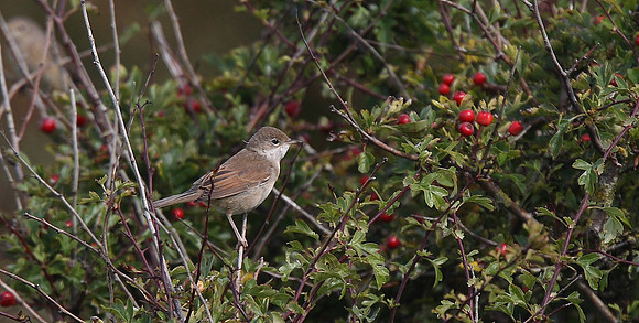 Whitethroat