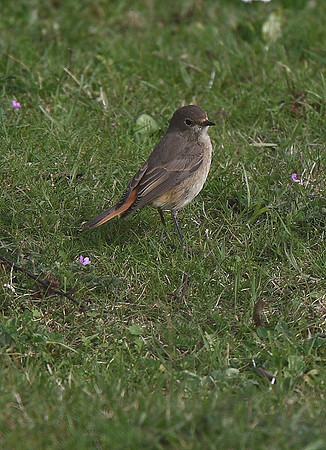 Redstart