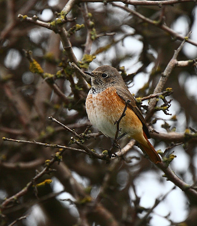 Redstart
