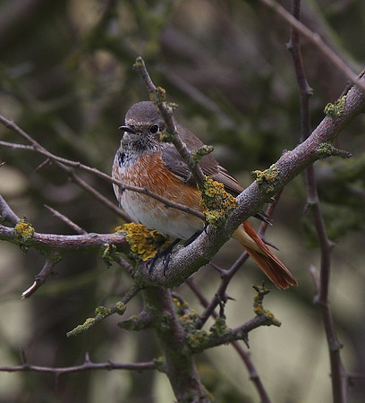 Redstart