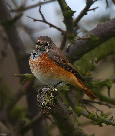 Redstart