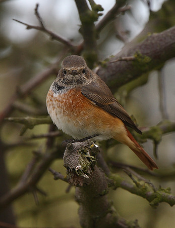 Redstart