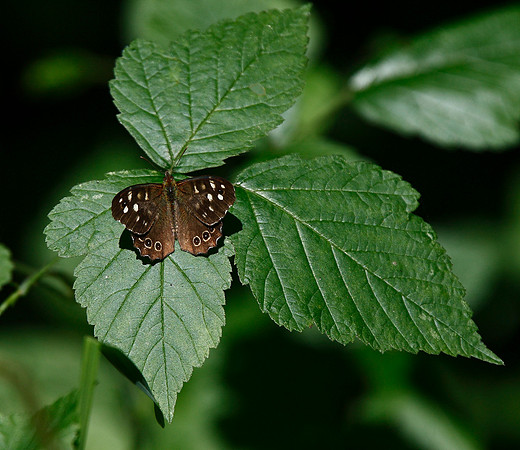 Speckled Wood