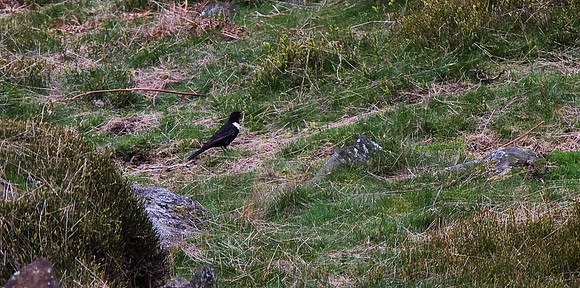 Ring Ouzel
