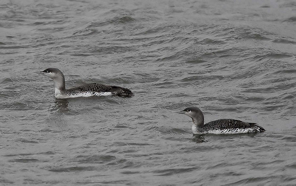 Red-throated Divers