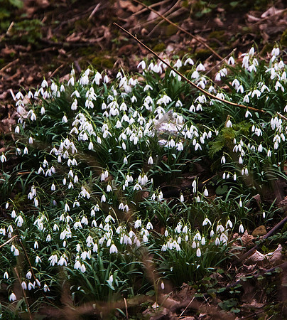 Snowdrops Askham Bog