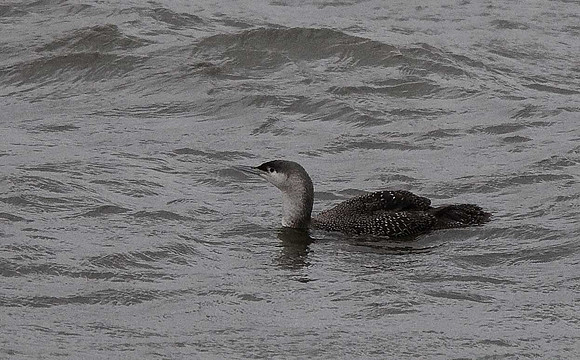 Red-throated Diver