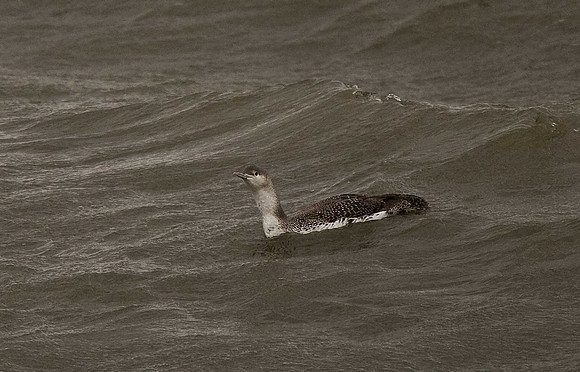 Red-throated Diver