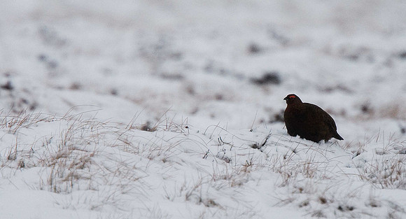 Red Grouse