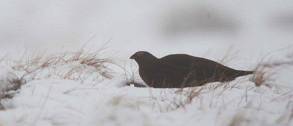 Red Grouse