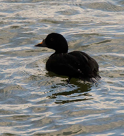 Common Scoter