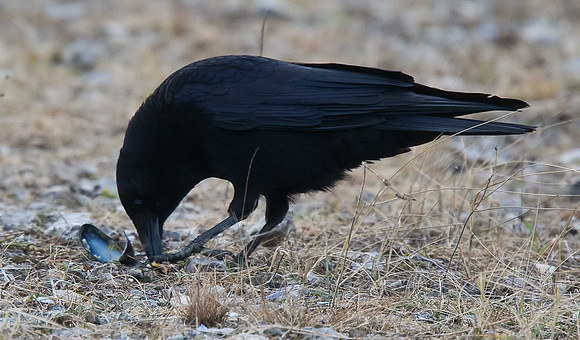 Carrion Crow