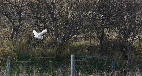 Barn owl