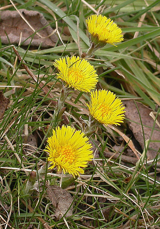Coltsfoot