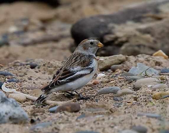 Snow Bunting