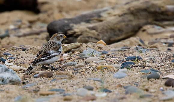 Snow Bunting