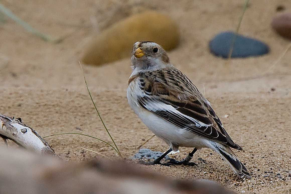 Snow Bunting