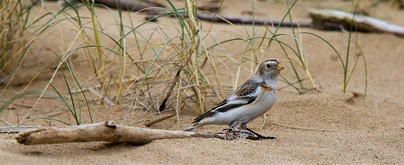 Snow Bunting
