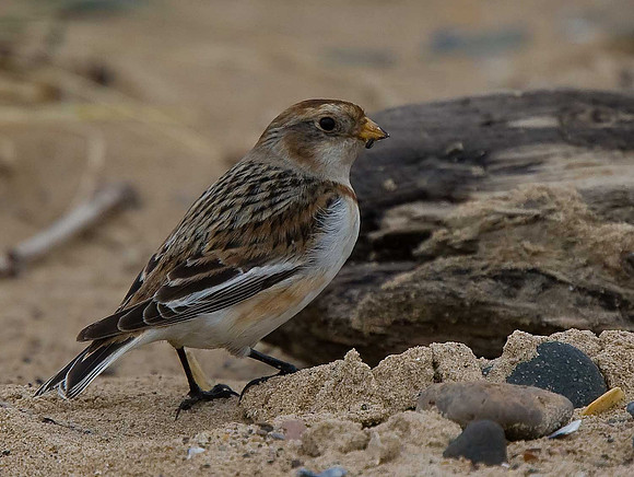 Snow Bunting