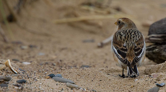 Snow Bunting