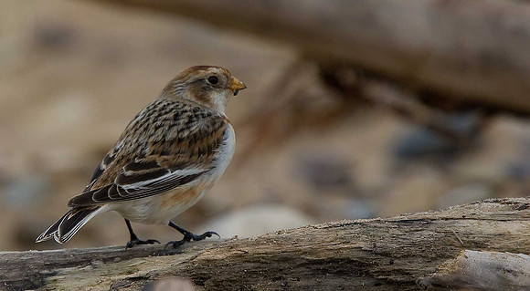 Snow Bunting