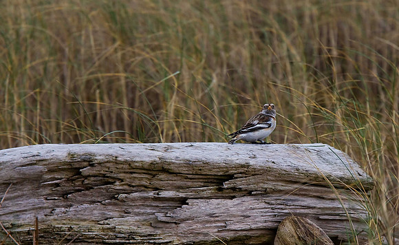 Snow Bunting