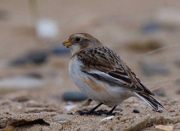 Snow Bunting