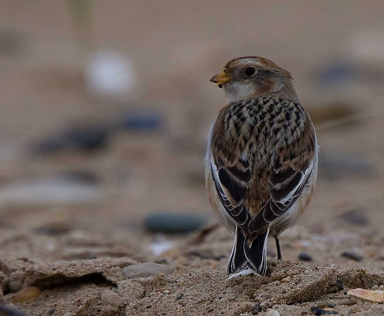 Snow Bunting