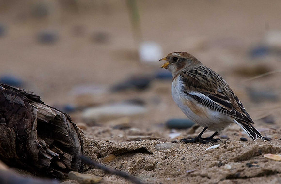 Snow Bunting