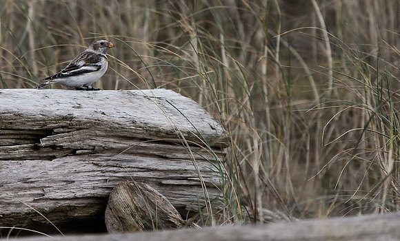 Snow Bunting