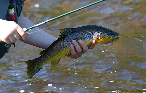 Trout