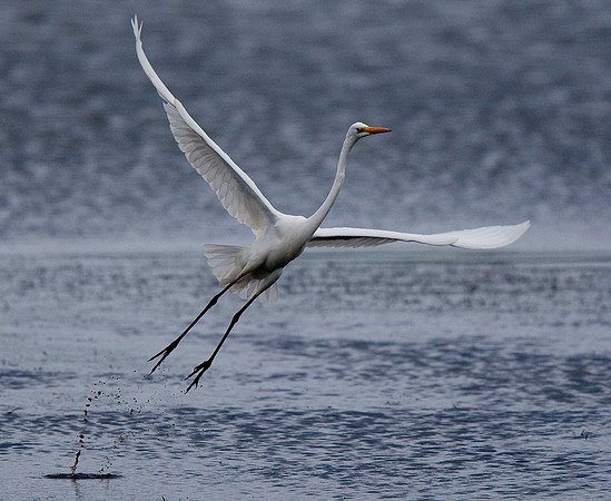 Great White Egret